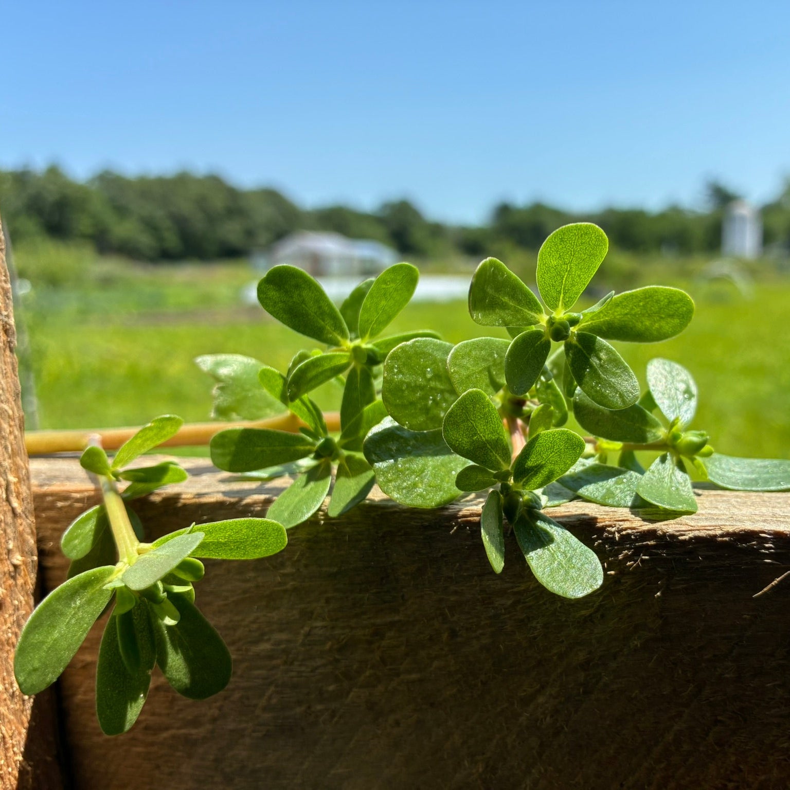 Purslane