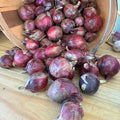 Red Onions