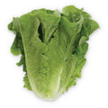 Romaine Lettuce