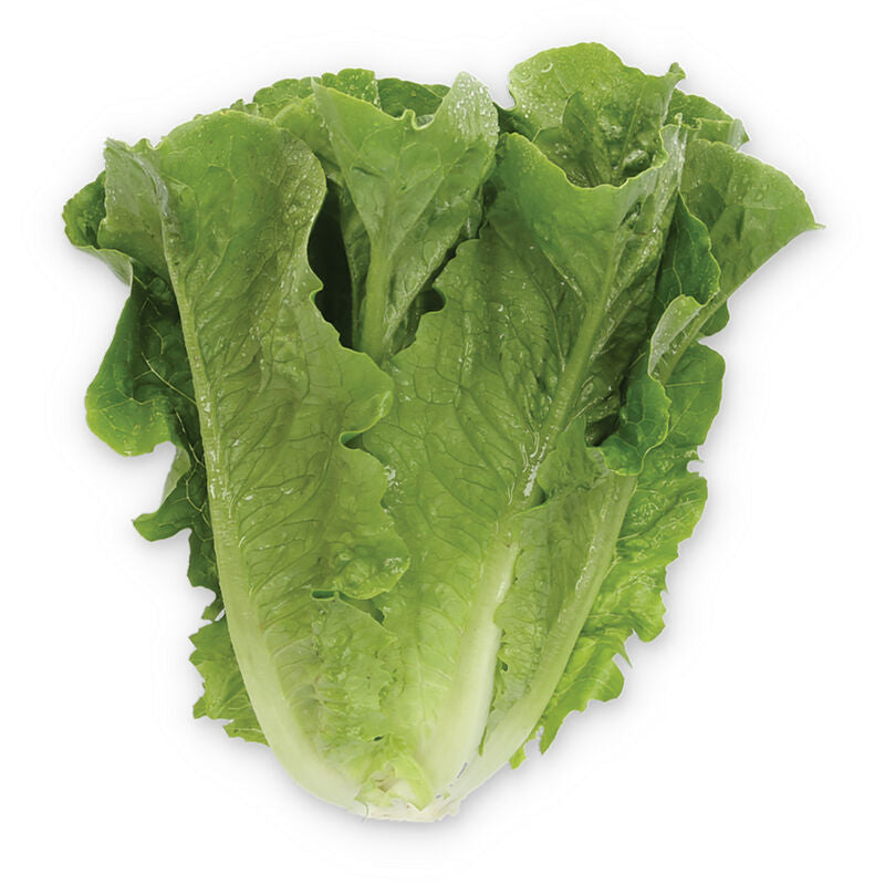 Romaine Lettuce