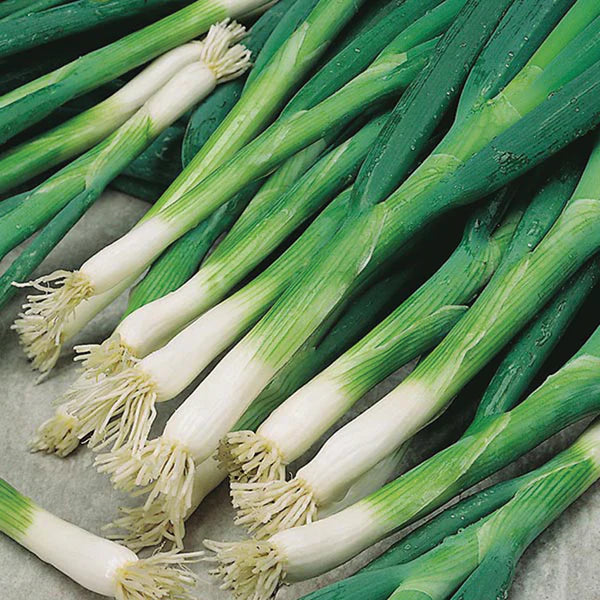 Scallions