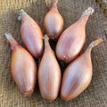 Shallots