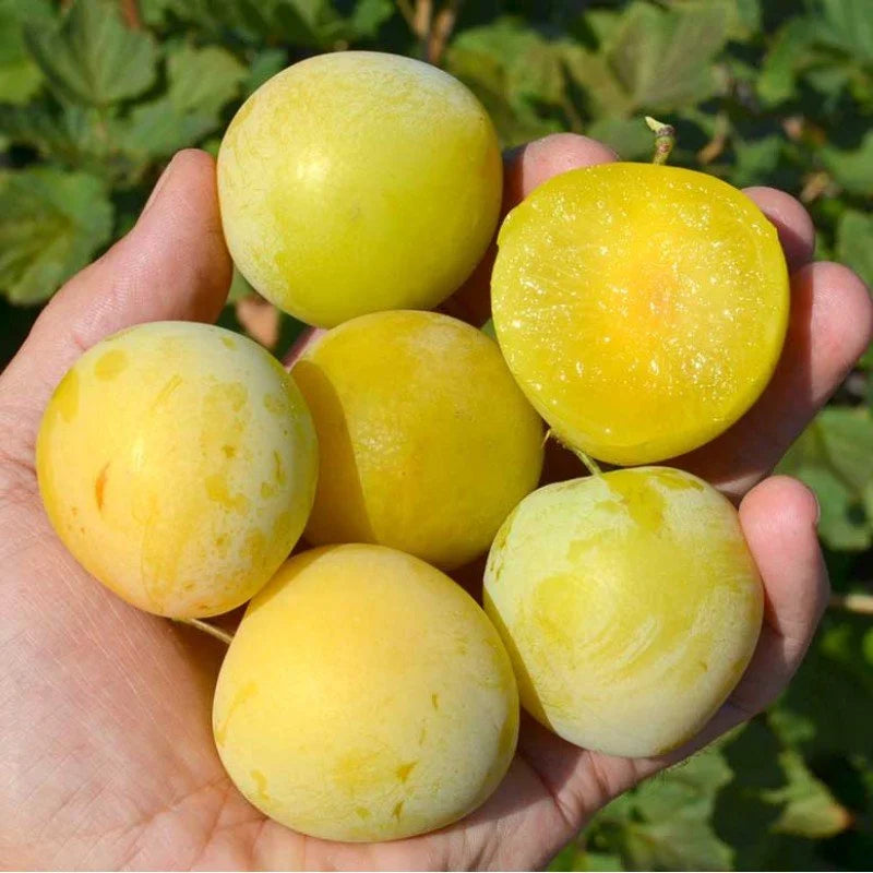 Shiro Plums