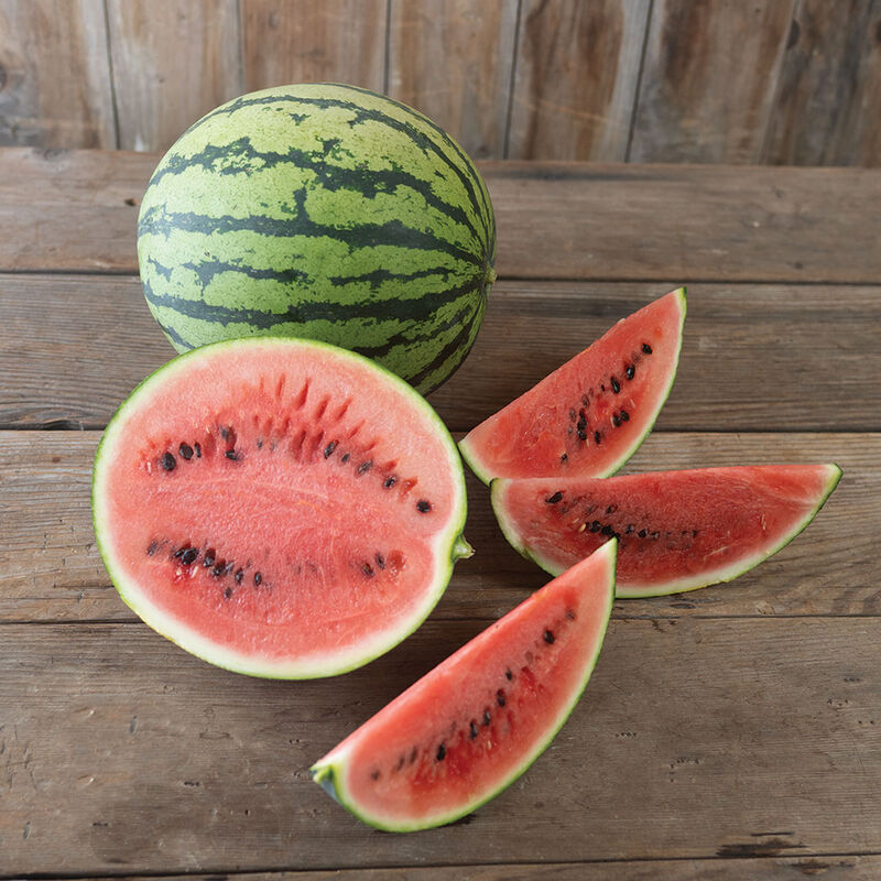 Watermelon, Red Starlight Mini
