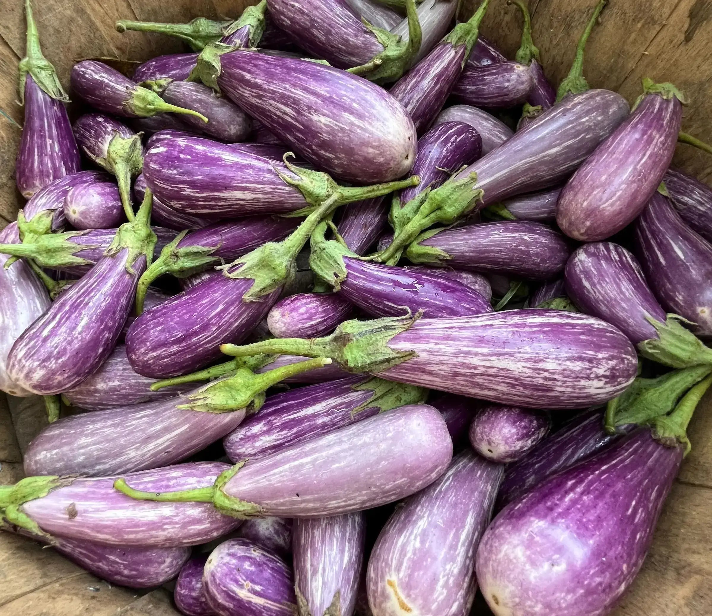 striped eggplants from Coastal Foodshed