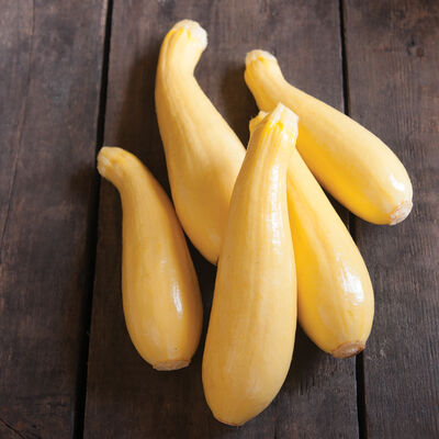 Summer Squash