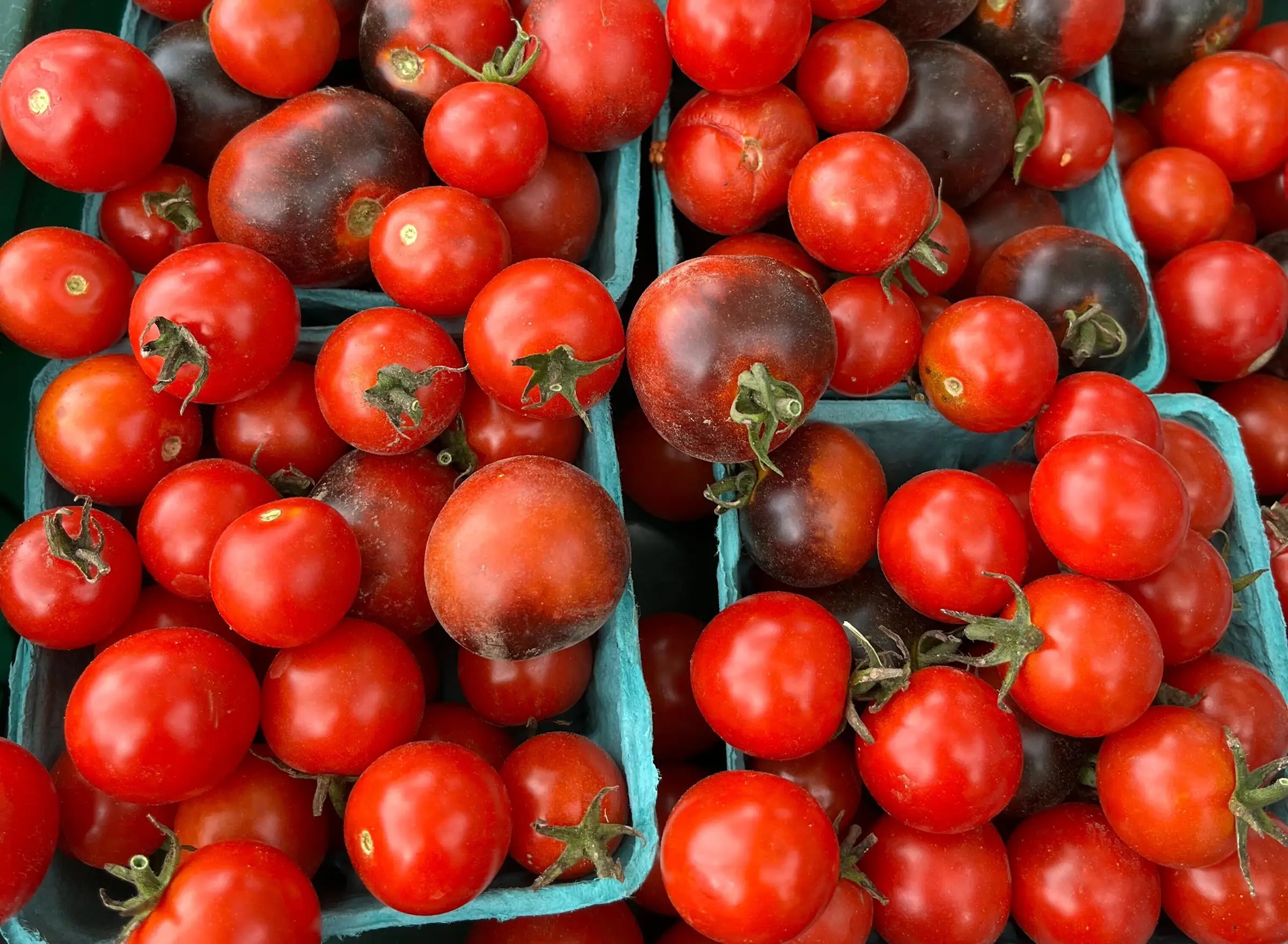pints of fresh tomatoes from Coastal Foodshed